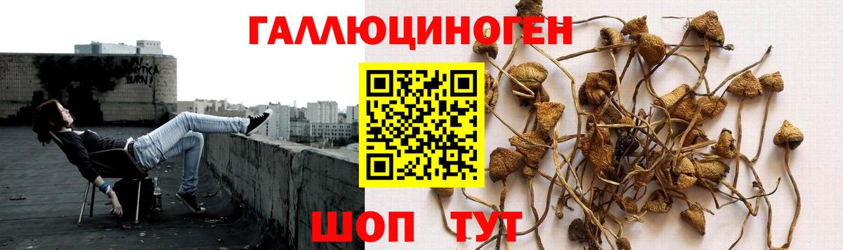 Псилоцибиновые грибы Psilocybine cubensis Котовск